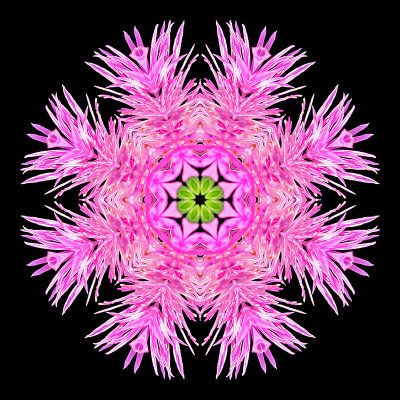 Kaleidoscopic image created with a wild flower