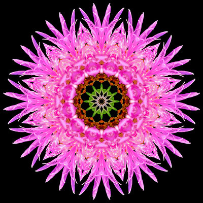 Kaleidoscopic image created with a wild flower