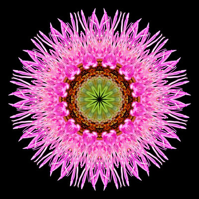 Kaleidoscopic image created with a wild flower