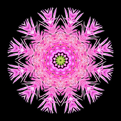 Kaleidoscopic image created with a wild flower