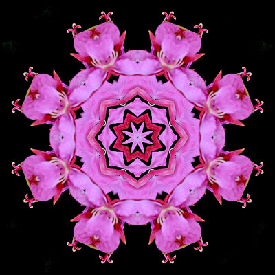 Kaleidoscopic picture created with a wild flower