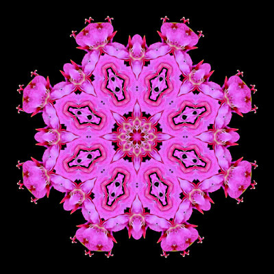 Evolved kaleidoscopic picture created with a wild flower