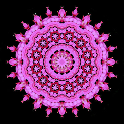 Evolved kaleidoscopic picture created with a wild flower