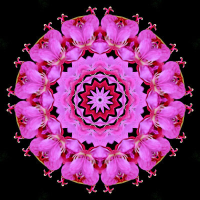 Kaleidoscopic picture created with a wild flower