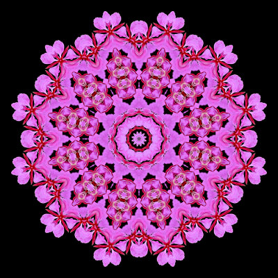 Evolved kaleidoscopic picture created with a wild flower