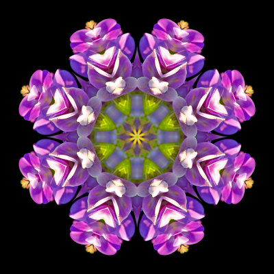Kaleidoscopic picture created with a wild flower seen in September