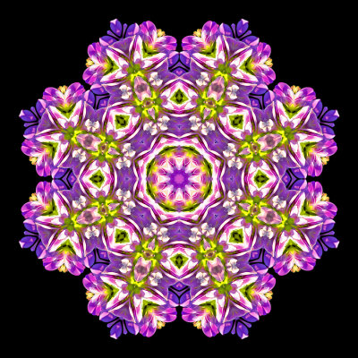 Evolved kaleidoscope created with a wild flower seen in September