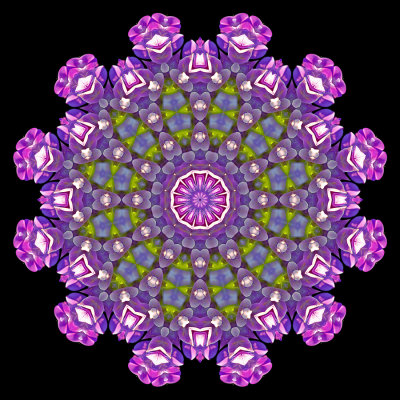 Evolved kaleidoscope created with a wild flower seen in September