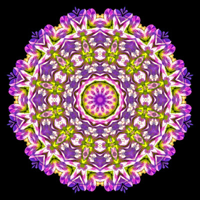 Evolved kaleidoscope created with a wild flower seen in September