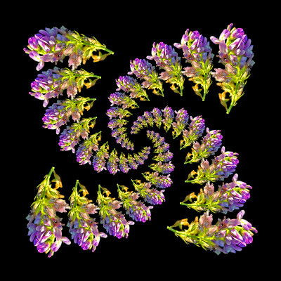 Spiral arrangement created with a wild flower seen in September