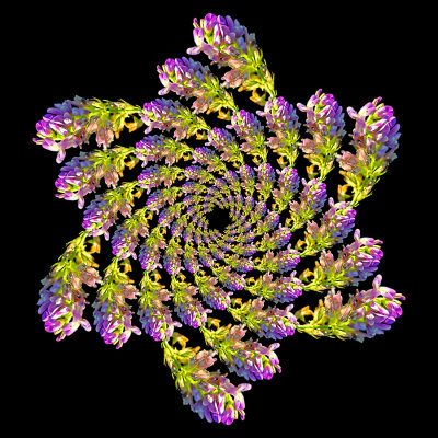 Spiral arrangement created with a wild flower seen in September
