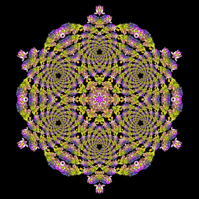 Evolved kaleidoscope created with a spiral arrangement of a wild flower.
