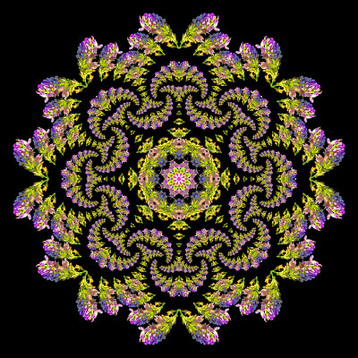 Evolved kaleidoscope created with a spiral arrangement of a wild flower.