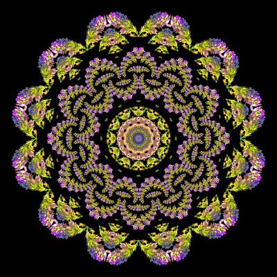 Evolved kaleidoscope created with a spiral arrangement of a wild flower.