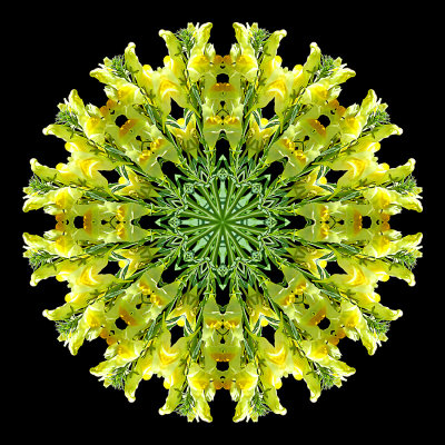 Kaleidoscopic picture created with a wild flower seen in October