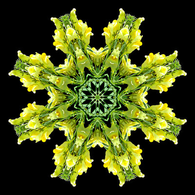 Kaleidoscopic picture created with a wild flower seen in October