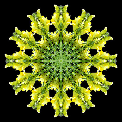 Kaleidoscopic picture created with a wild flower seen in October