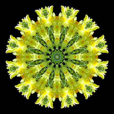 Kaleidoscopic picture created with a wild flower seen in October