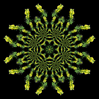 Evolved kaleidoscope created with a wild flower seen in October