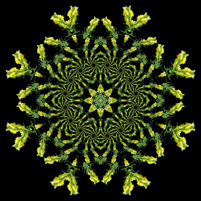Evolved kaleidoscope created with a wild flower seen in October