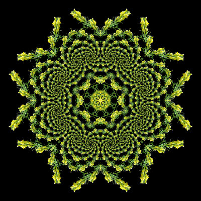 Evolved kaleidoscope created with a wild flower seen in October