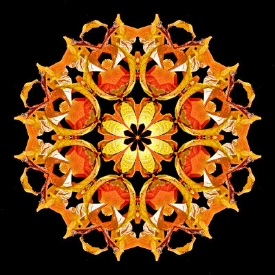 Kaleidoscope created with autumn leaves seen in October