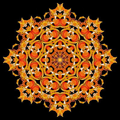 Evolved kaleidoscope created with autumn leaves 
