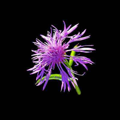 Wild flower seen in October - I used this picture to create a spiral arrangement and evolved kaleidoscopes