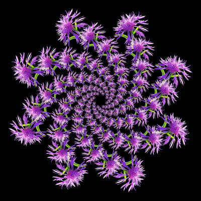 Spiral arrangement created with a wild flower seen in October. 104 copies of the flower arranged in eight spiral arms