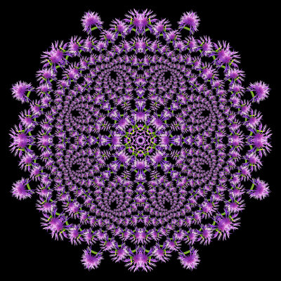 Evolved kaleidoscope created out of the spiral arrangement done with a wild flower