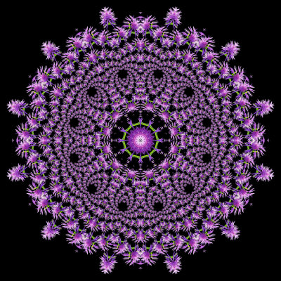 Evolved kaleidoscope created out of the spiral arrangement done with a wild flowe