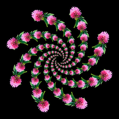 Spiral arrangement with a wild flower seen in October. 104 copies of the same flower arranged in eight spiral arms