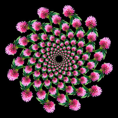 Spiral arrangement with a wild flower seen in October. 156 copies of the same flower arranged in twelve spiral arms