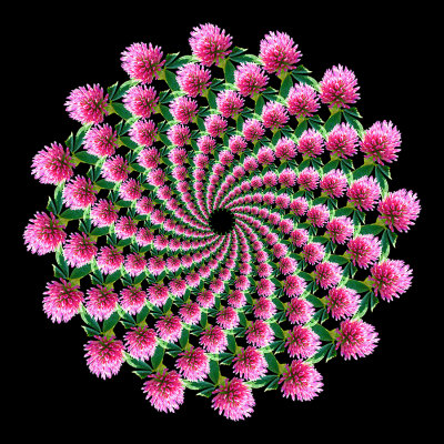 Spiral arrangement with a wild flower seen in October. 208 copies of the same flower arranged in sixteen spiral arms