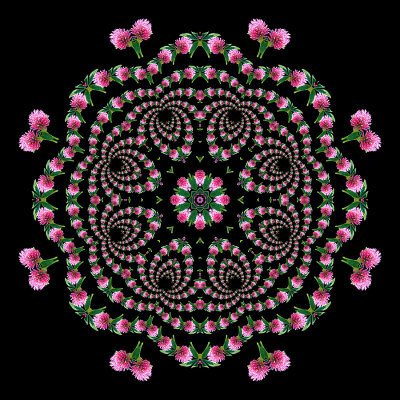 Evolved kaleidoscope created with a spiral arrangement of a wild flower