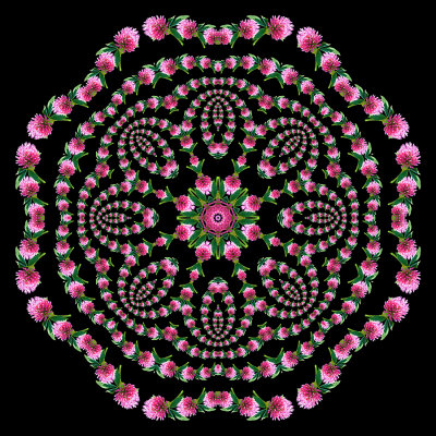 Evolved kaleidoscope created with a spiral arrangement of a wild flower