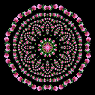 Evolved kaleidoscope created with a spiral arrangement of a wild flower