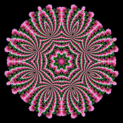 Evolved kaleidoscope created with a spiral arrangement of a wild flower