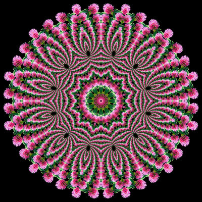 Evolved kaleidoscope created with a spiral arrangement of a wild flower