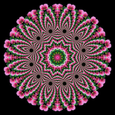 Evolved kaleidoscope created with a spiral arrangement of a wild flower