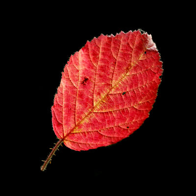 Red autumn leaf - used to create kaleidoscopic pictures and a spiral arrangement