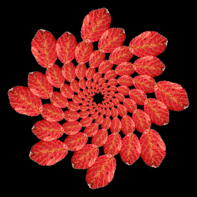 Spiral arrangement with an autumn leaf. 104 copies of one picture arranged in eight arms