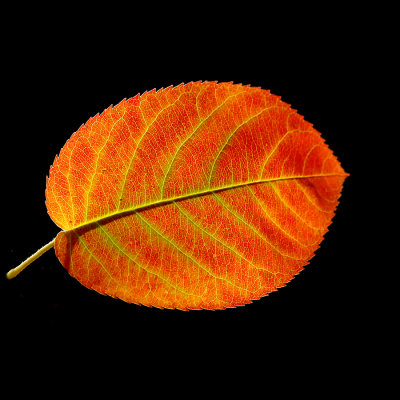 Yellow-orange autumn leaf - used to create kaleidoscopic pictures and a spiral arrangement
