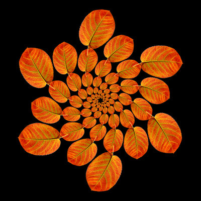 Spiral arrangement with an autumn leaf. 78 copies of one picture arranged in six arms