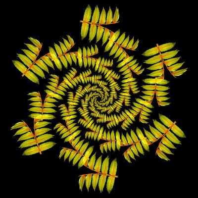 Spiral arrangement with autumn leaves