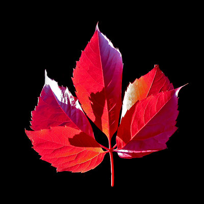 A red autumn leaf seen in October. I used this leaf to create several arrangements and kaleidoscopic pictures