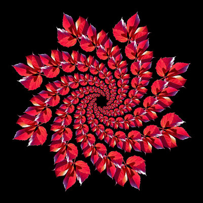 A spiral arrangement created with a red autumn leaf seen in October