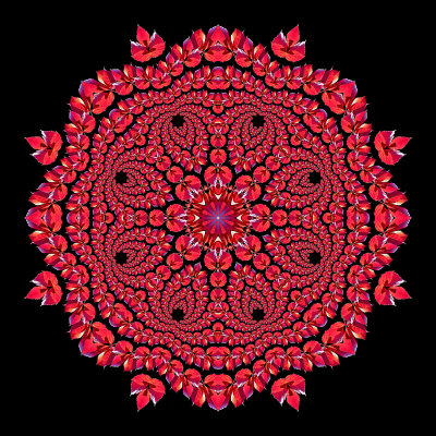 Evolved kaleidoscope created with a red autumn leaf