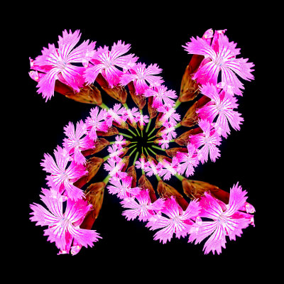 Spiral arrangement of a Carnation flower seen in May