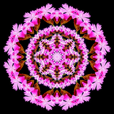 Evolved kaleidoscope created with a Carnation flower seen in May